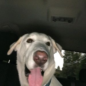 Meet your Posher, Lorelei